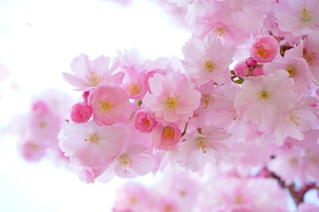 桜はちっとも咲いていないけれど、お花見イベントに行って来ました